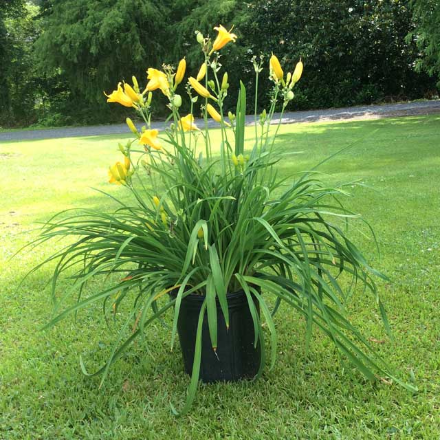 “Happy Returns” Daylilly