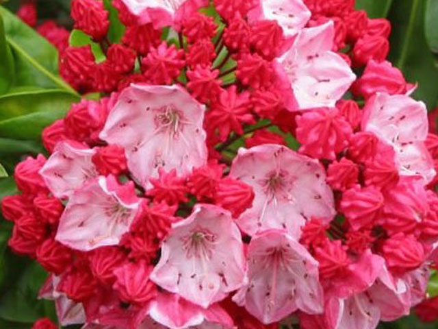 Mountain Laurel “Firecracker”