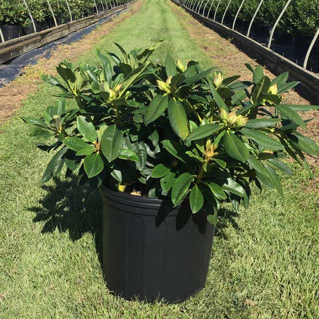 3 Gallon “Percy Weisman” Rhododendron