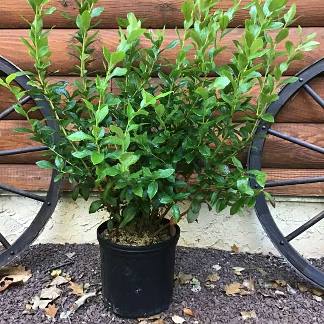 3 Gallon Patriot Blueberry Bush
