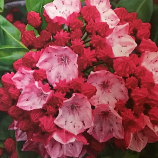 Mountain Laurel “Firecracker”