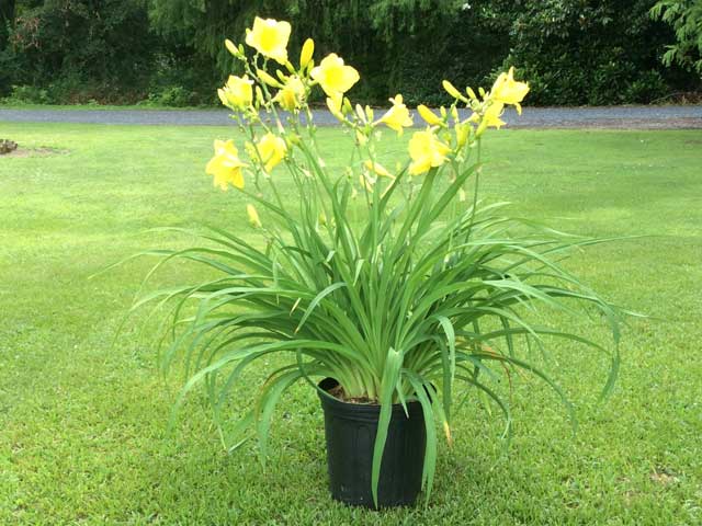 “Happy Returns” Daylily