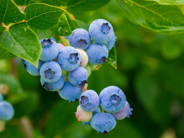 “Patriot” Blueberry Bush