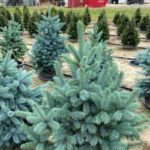 Baby Blue Colorado Spruce